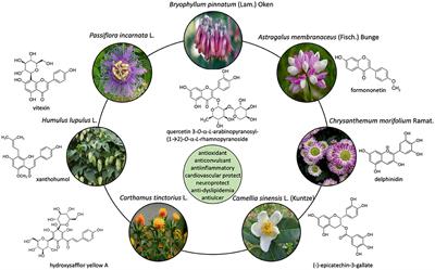 Editorial: Flavonoids: From Biosynthesis and Metabolism to Health Benefits